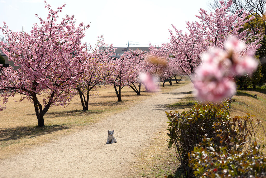 ２号線手前の遊歩道沿いの桜の様子