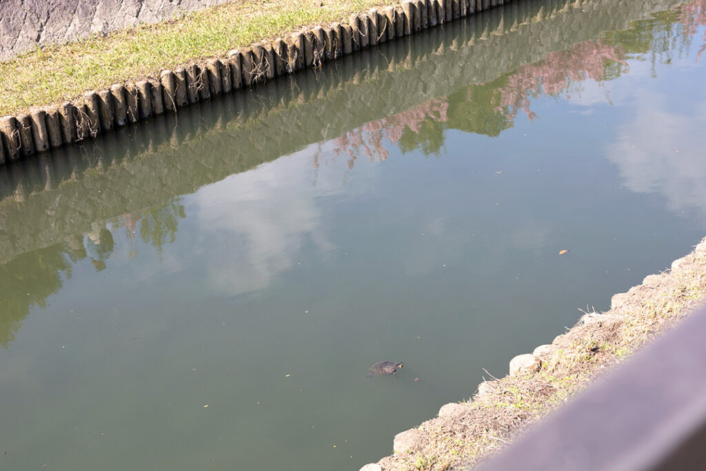 倉敷川を泳ぐ亀