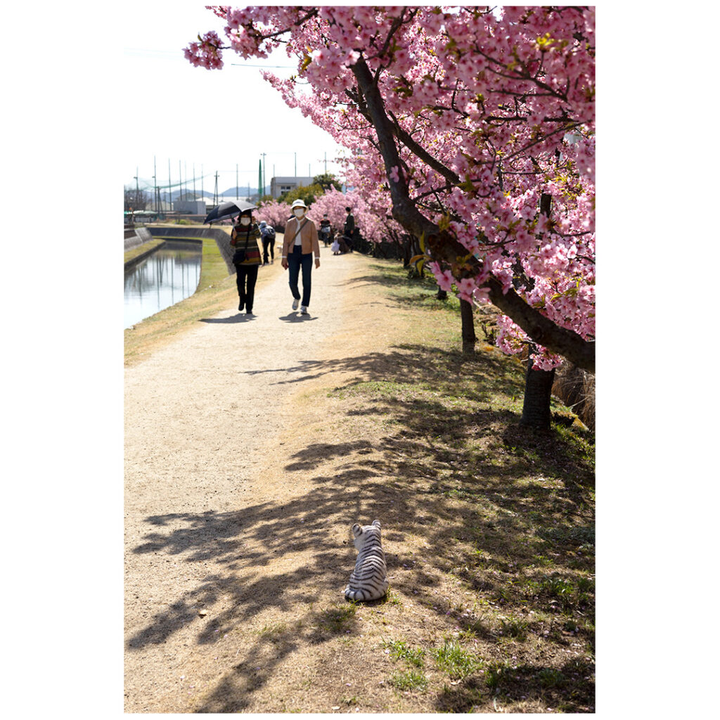 倉敷川公園から親水公園へ続く桜並木