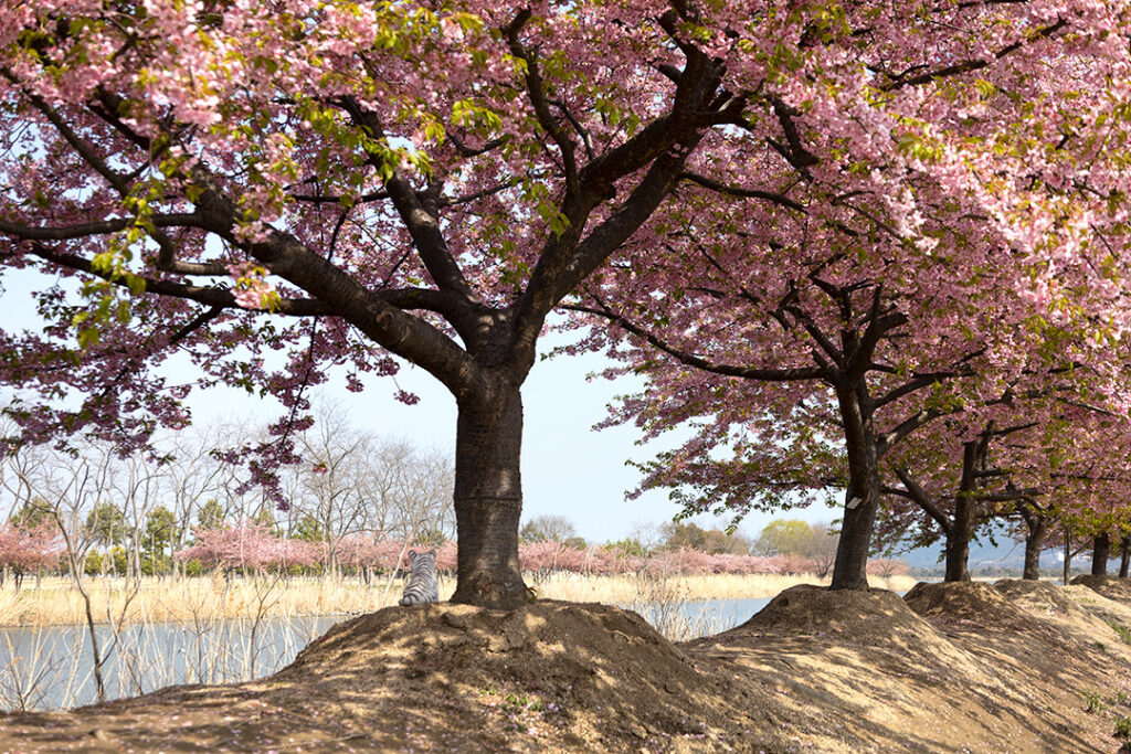 阿部池土手の桜並木の様子