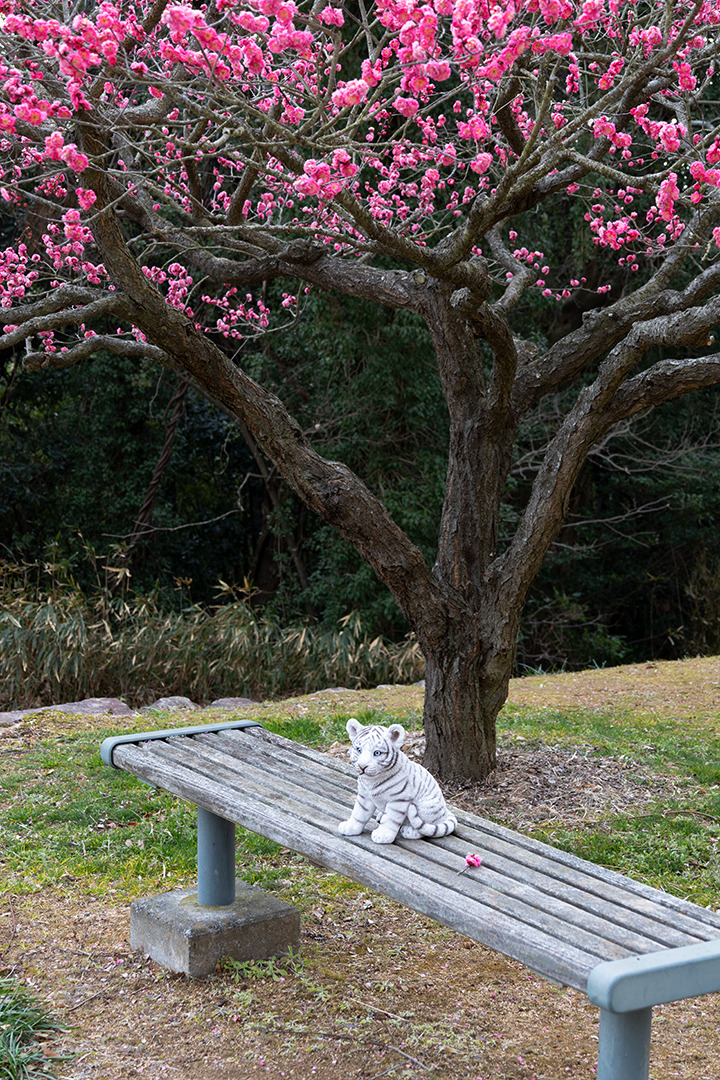梅の木の下のベンチ