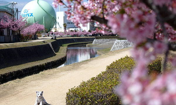 倉敷親水公園沿いの河津桜の様子