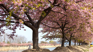 児島湖花回廊の河津桜の様子