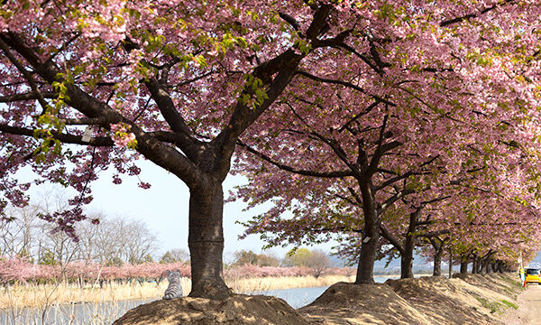 児島湖花回廊の河津桜の様子