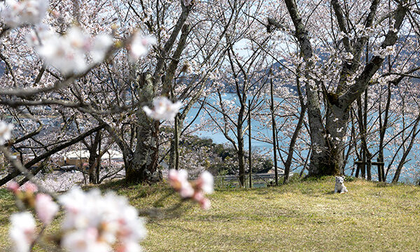 古城山公園の桜と見晴らしの様子