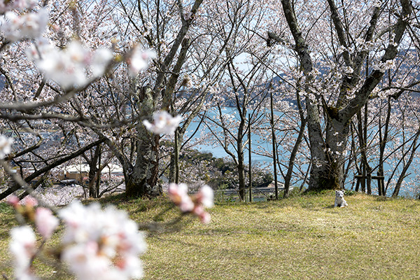 古城山公園の桜と見晴らしの様子