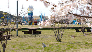 玉島みなと公園の桜の様子
