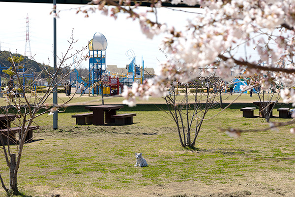玉島みなと公園の桜の様子