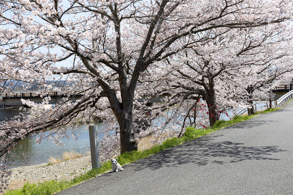 大正橋付近の桜並木