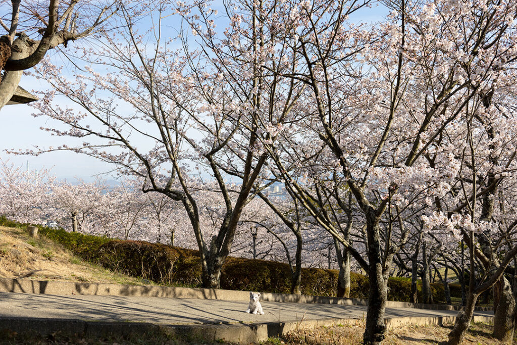 藤棚広場から良寛石像へ続く桜坂の様子