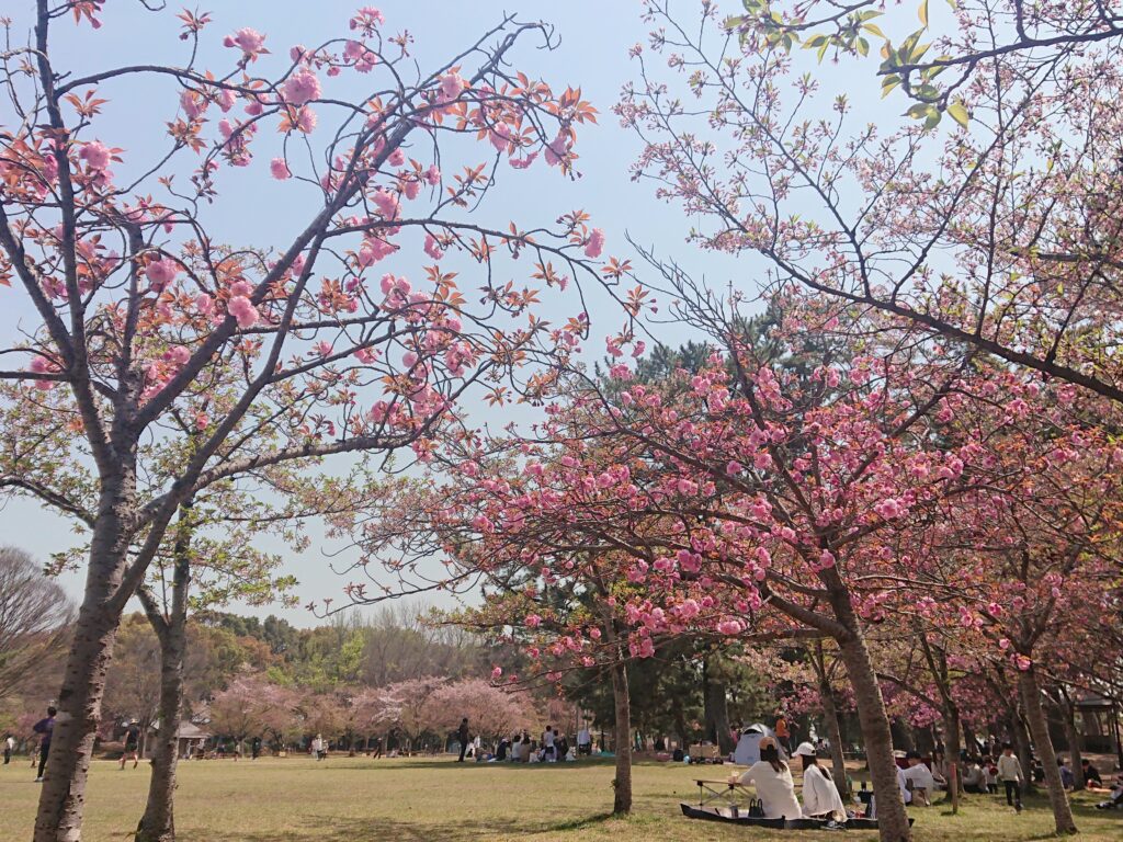 芝生広場の八重桜の様子