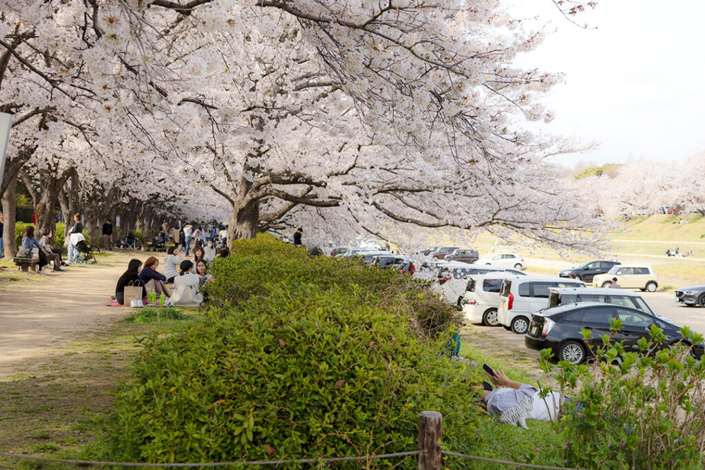 後楽園駐車場の桜の様子