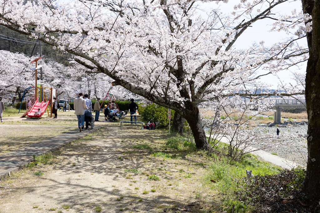 桜橋公園周辺の桜の様子