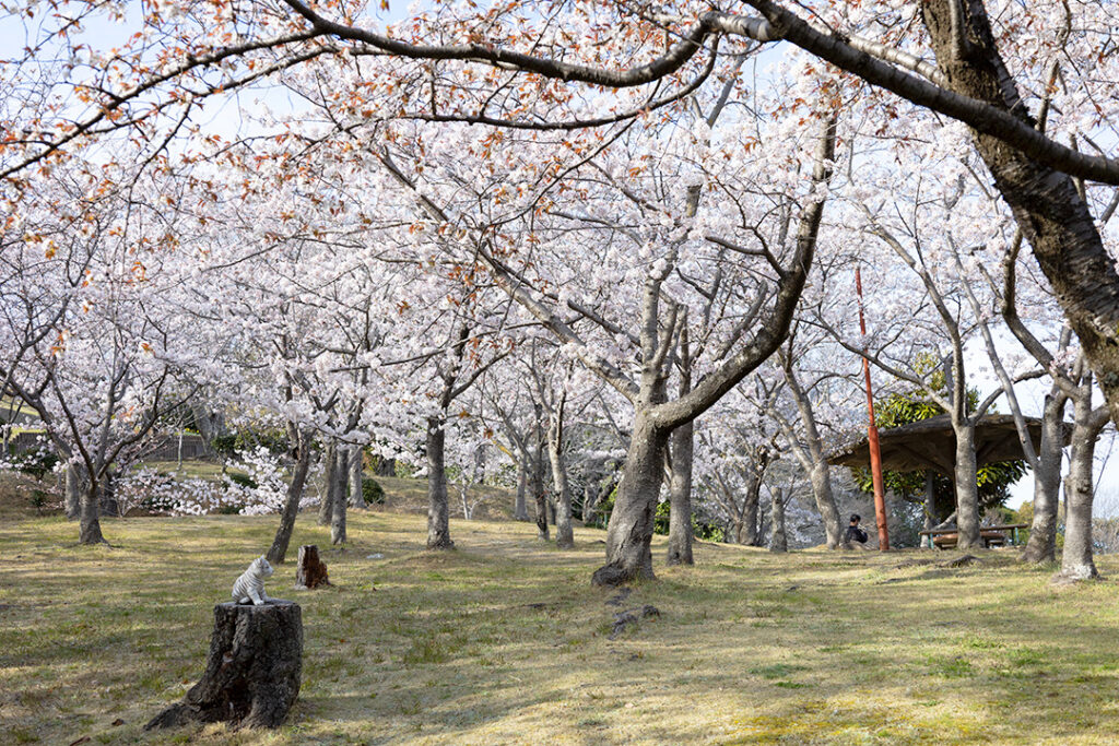 円通寺公園の入り口から藤棚までの桜の様子