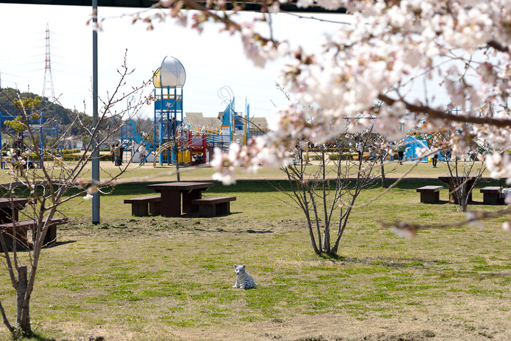 芝生広場の桜と広場の様子