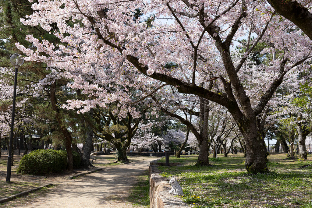 園内の遊歩道沿いの桜の様子
