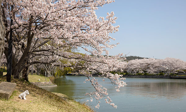 酒津公園の桜の様子