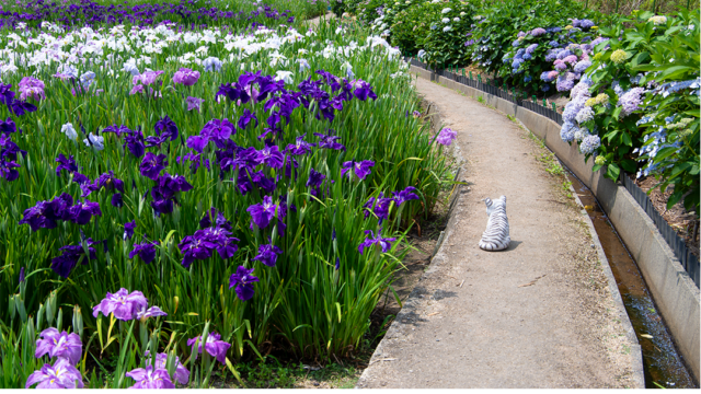 山田菖蒲園の花菖蒲と紫陽花