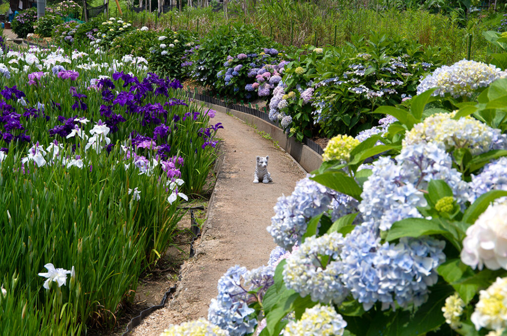 山田菖蒲園の紫陽花と花菖蒲